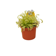 Pianta Carnivora Drosera Capensis Vaso 8,5 cm | Mondo Piante