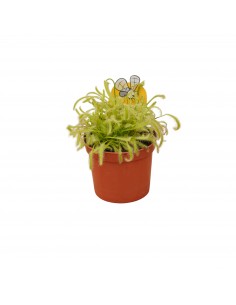 Pianta Carnivora Drosera...