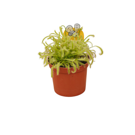 Pianta Carnivora Drosera Capensis Vaso 8,5 cm | Mondo Piante