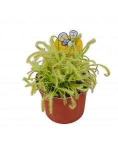 Pianta Carnivora Drosera... 2