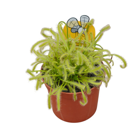 Pianta Carnivora Drosera Capensis Vaso 8,5 cm | Mondo Piante