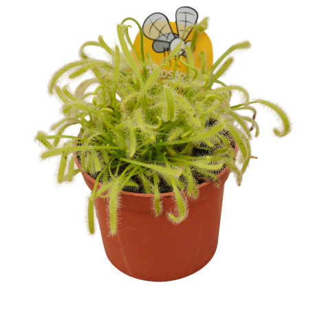 Pianta Carnivora Drosera Capensis Vaso 8,5 cm | Mondo Piante