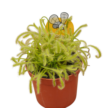 Pianta Carnivora Drosera Capensis Vaso 8,5 cm | Mondo Piante