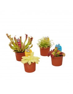 4 Piante Carnivore di...