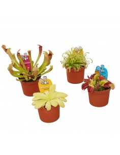 'Drosera Capensis'... 2