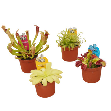 4 Piante Carnivore di Varietà Miste-Piante Carnivore|Mondo Piante