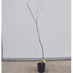Dragon Blood Plum Tree