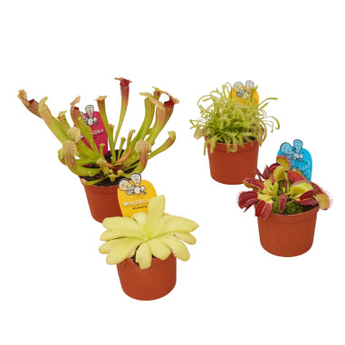 4 Piante Carnivore di Varietà Miste-Piante Carnivore|Mondo Piante