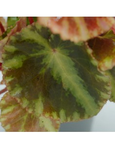 copy of Pianta... 2