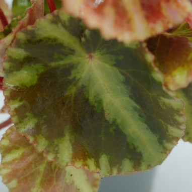 Vendita Pianta di Begonia Begonia Cleopatra- Piante Verdi|Mondo Piante