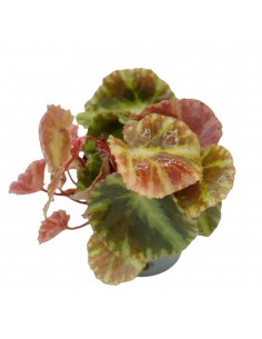 Pianta Begonia Cleopatra...
