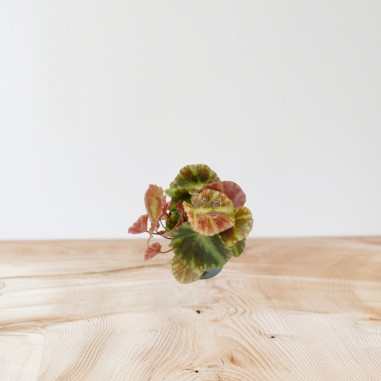 Vendita Pianta di Begonia Begonia Cleopatra- Piante Verdi|Mondo Piante