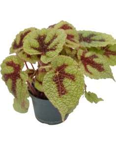 Pianta Begonia foliage...