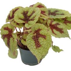 Vendita Pianta Begonia foliage Iron Cross-Piante Verdi|Mondo Piante