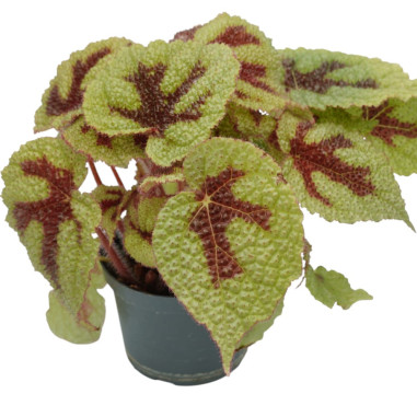 Vendita Pianta Begonia foliage Iron Cross-Piante Verdi|Mondo Piante