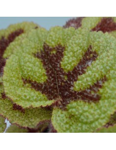 Pianta Begonia foliage... 2