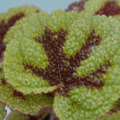 Vendita Pianta Begonia foliage Iron Cross-Piante Verdi|Mondo Piante 2