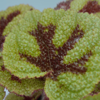 Vendita Pianta Begonia foliage Iron Cross-Piante Verdi|Mondo Piante