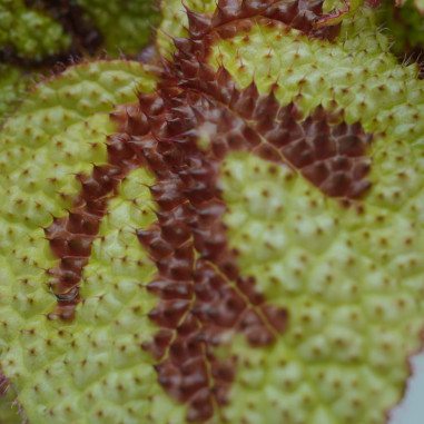 Vendita Pianta Begonia foliage Iron Cross-Piante Verdi|Mondo Piante