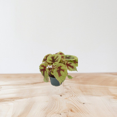 Vendita Pianta Begonia foliage Iron Cross-Piante Verdi|Mondo Piante