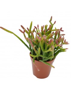 Pianta Rhipsalis Cassutha...