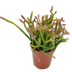 Pianta Rhipsalis Cassutha...
