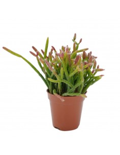 Pianta Rhipsalis Cassutha... 2
