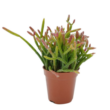 Vendita Pianta Rhipsalis Cashero-Piante Verdi Online| Mondo Piante