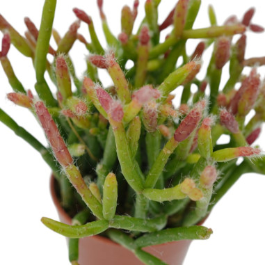 Vendita Pianta Rhipsalis Cashero-Piante Verdi Online| Mondo Piante