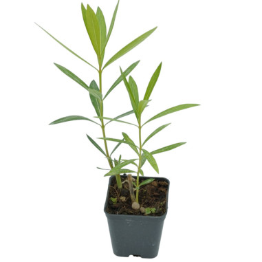 Vendita Piante di Oleandro in Vaso 7cm - Pianta Da Siepe| Mondo Piante