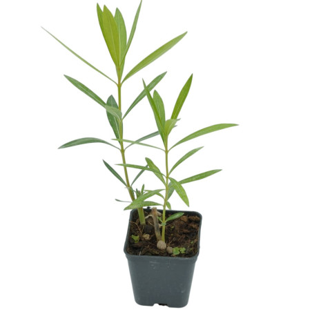 Pianta di Oleandro Vaso 7 cm: Vendita | Mondo Piante