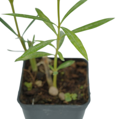 Pianta di Oleandro Vaso 7 cm: Vendita | Mondo Piante
