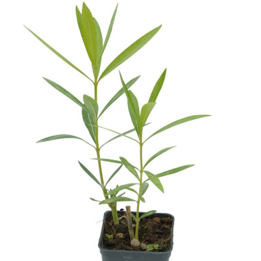 Vendita Piante di Oleandro in Vaso 7cm - Pianta Da Siepe| Mondo Piante