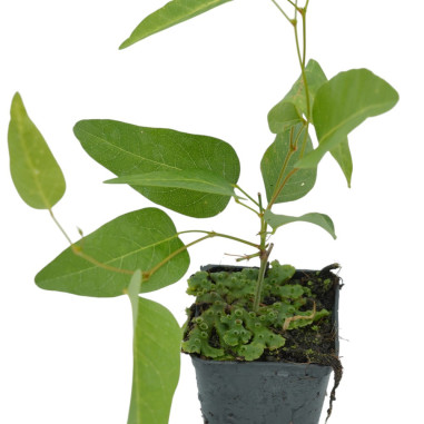 Pianta Buddleja Plant for Sale - Bush Plants Online | Mondo Piante