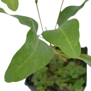 Pianta di Hardenbergia in Vaso 7cm-Piante Rampicanti | Mondo Piante