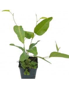 Pianta di Hardenbergia in...