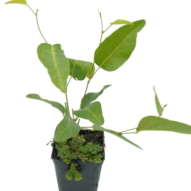 Pianta di Hardenbergia in Vaso 7cm-Piante Rampicanti | Mondo Piante