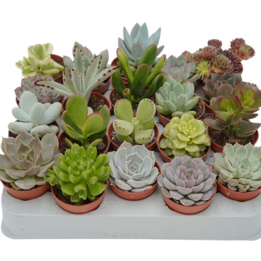 Vendita Box 20 Piante Grasse Mix | Set Succulente | MondoPiante