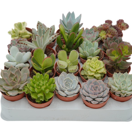 Vendita Box 20 Piante Grasse Mix | Set Succulente | MondoPiante