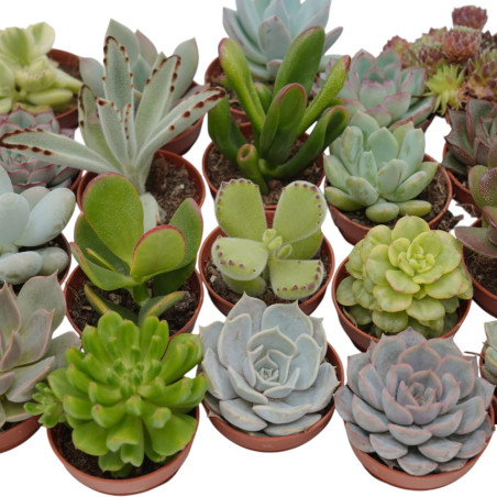 Mix 20 Piante Grasse Succulente per Bomboniere | Mondo Piante
