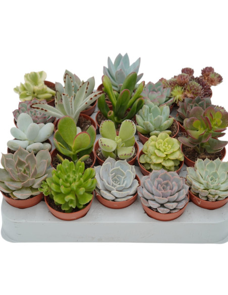 Vendita  30 Piante Grasse Mix|Succulente per Bomboniere|MondoPiante