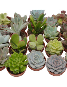 Vendita  30 Piante Grasse Mix|Succulente per Bomboniere|MondoPiante 2