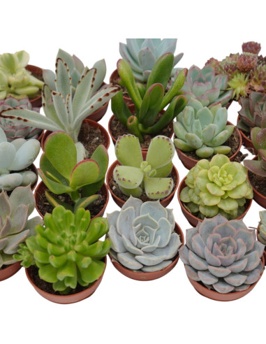 Mix 30 Piante Grasse Succulente per Bomboniere | Mondo Piante