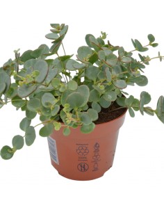 Pianta Erba Teresina-Sedum...