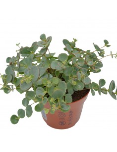 Sedum Morganianum Burritum... 2