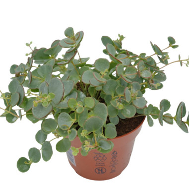 Vendita Pianta Grassa Sedum Sieboldii-Piante grasse|Mondo Piante