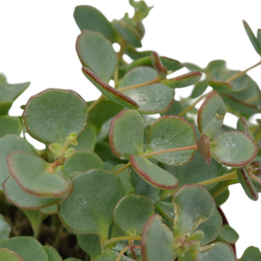 Vendita Pianta Grassa Sedum Sieboldii-Piante grasse|Mondo Piante