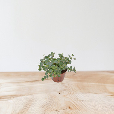 Vendita Pianta Grassa Sedum Sieboldii-Piante grasse|Mondo Piante