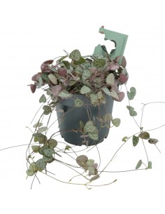 Pianta Ceropegia woodii...