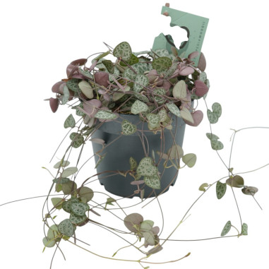 Vendita Pianta di Ceropegia woodii-Piante Verdi|Mondo Piante